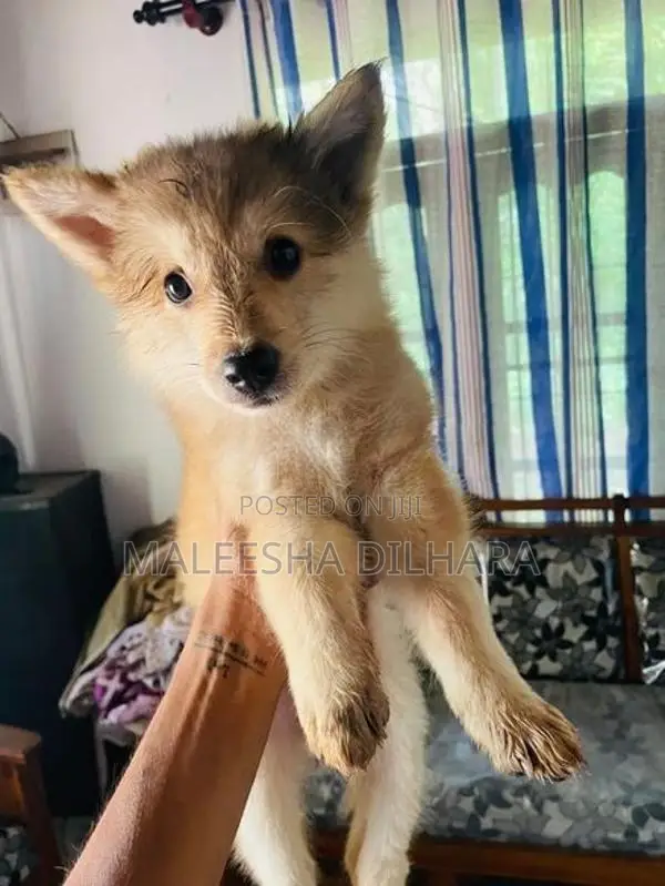 Japanese Spitz Mix puppies
