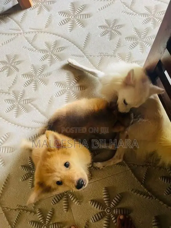 Japanese Spitz Mix puppies
