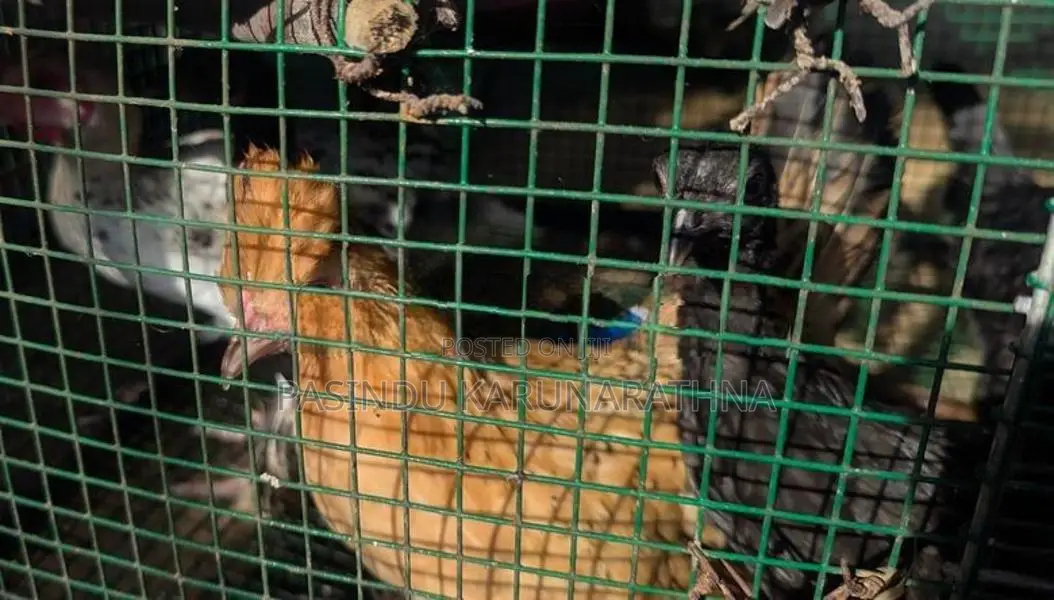 Bantam chicks