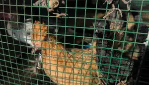 Bantam chicks