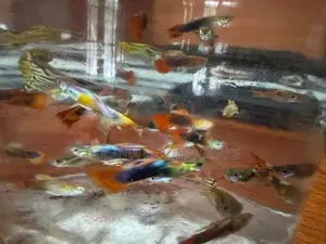 Guppy Fishes