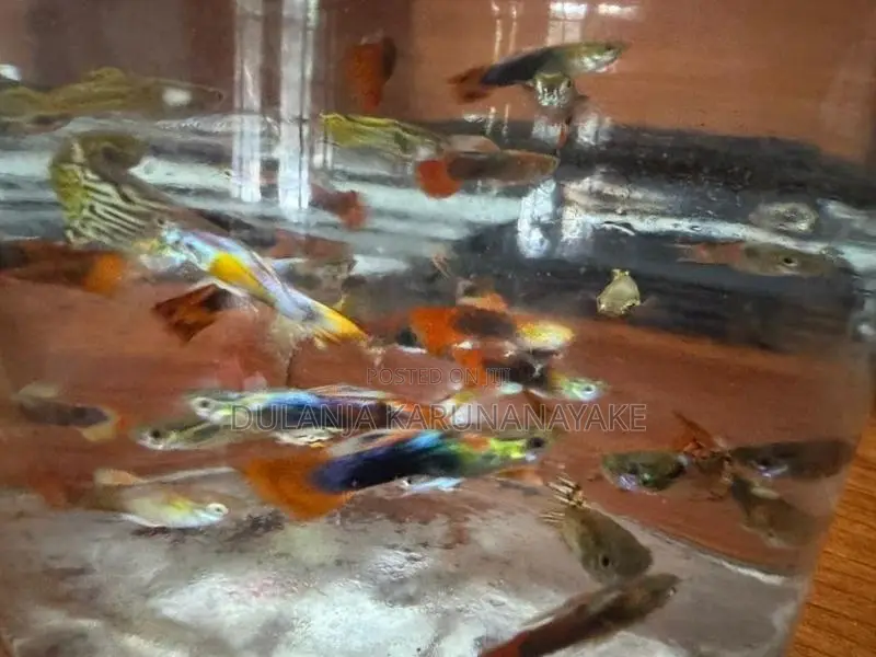 Guppy Fishes