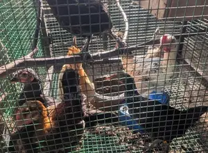 Bantam chicks
