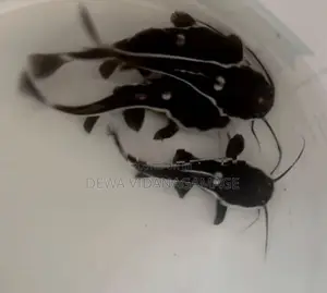 Red tail Catfish