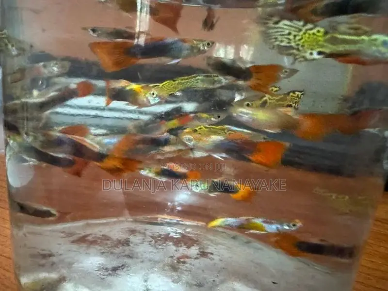 Guppy Fishes