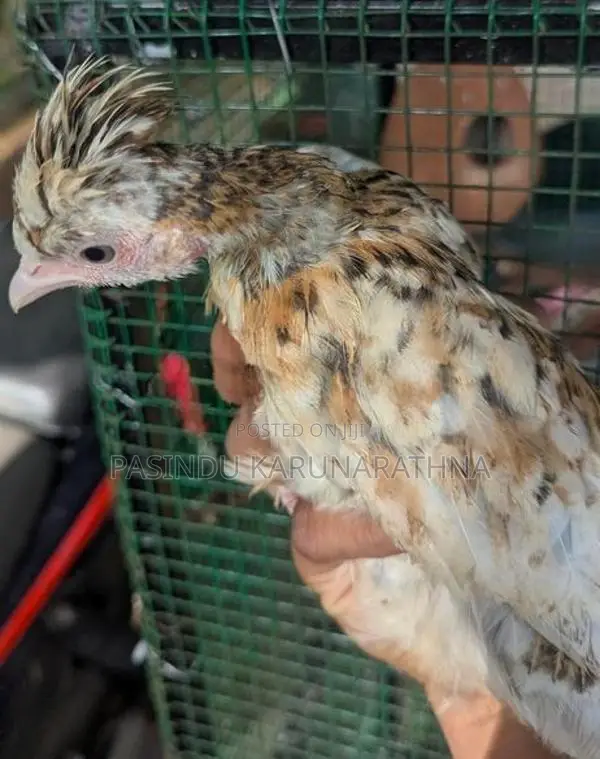 Bantam chicks