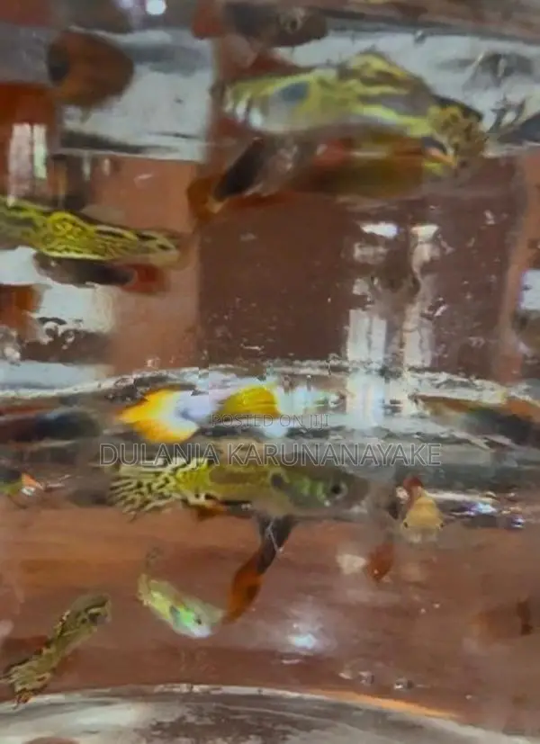 Guppy Fishes