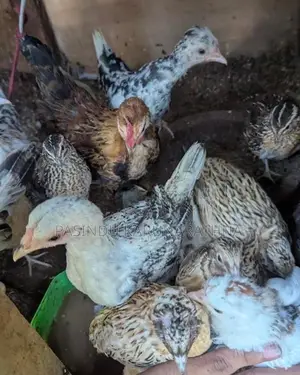 Bantam chicks