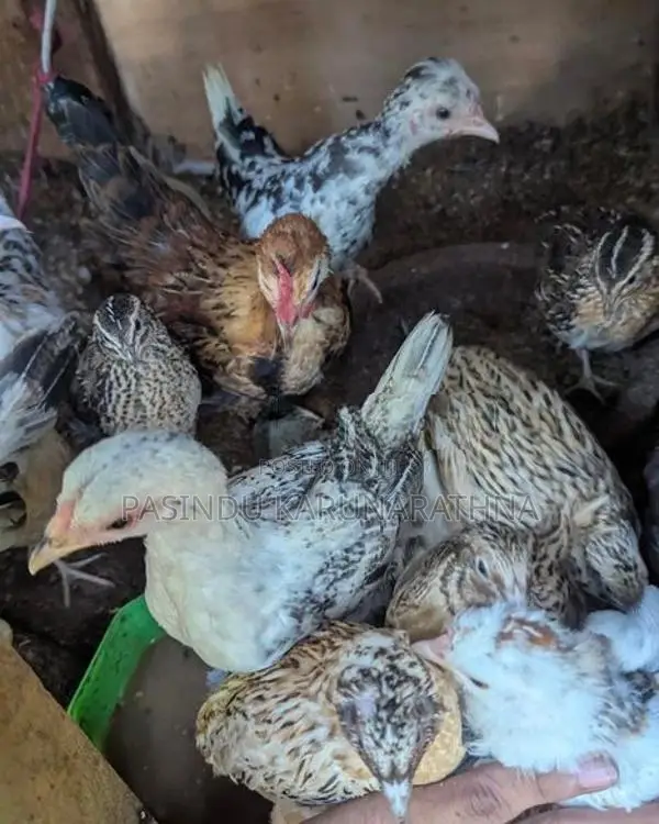 Bantam chicks
