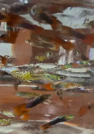 Guppy Fishes