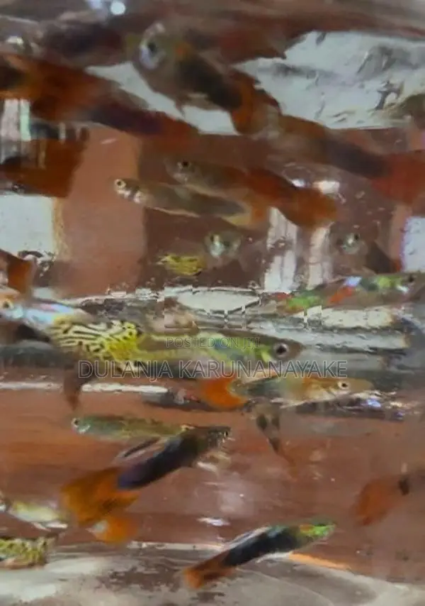 Guppy Fishes