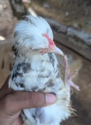 Bantam chicks