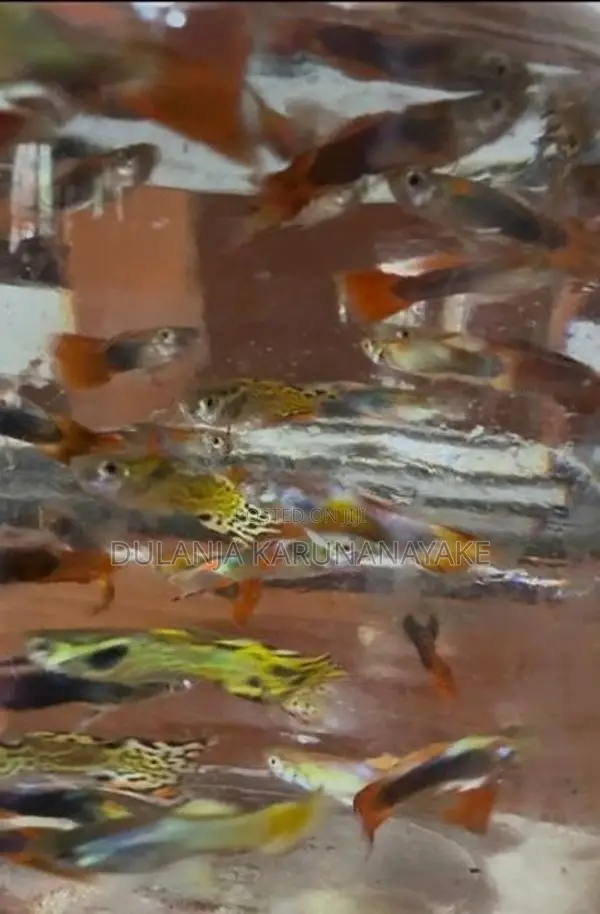 Guppy Fishes