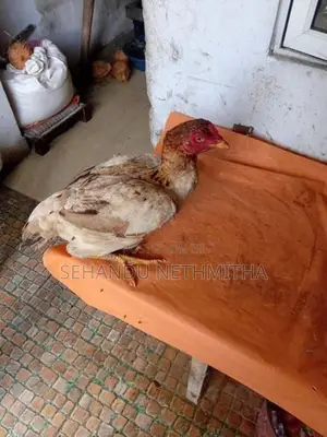 කුකුලන්