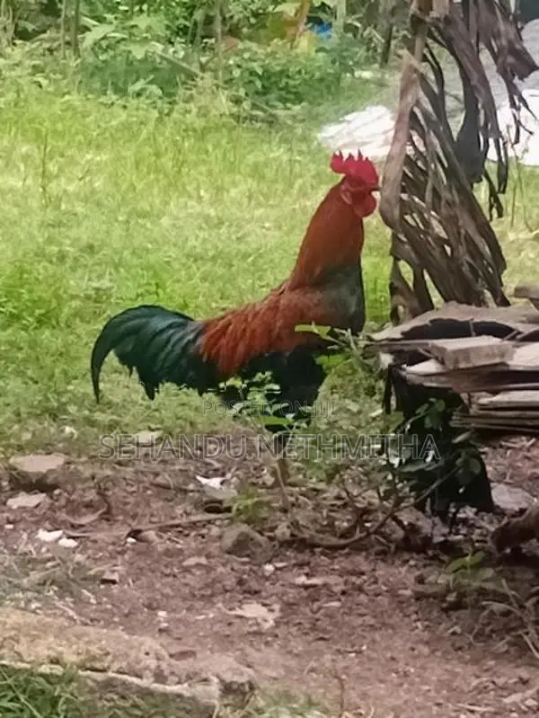 කුකුලන්