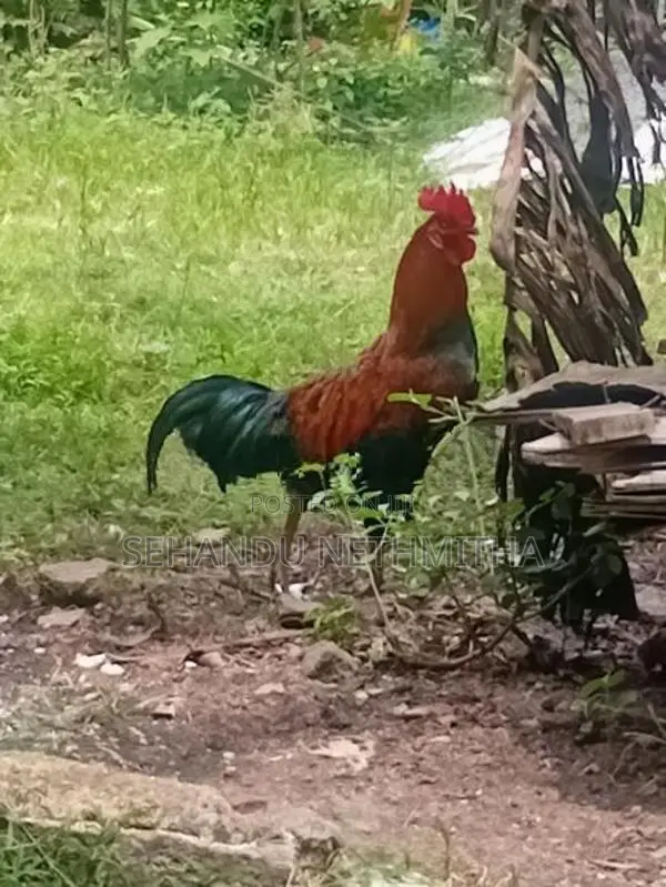 කුකුලන්