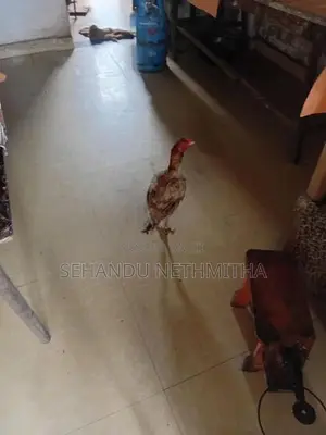 කුකුලන්