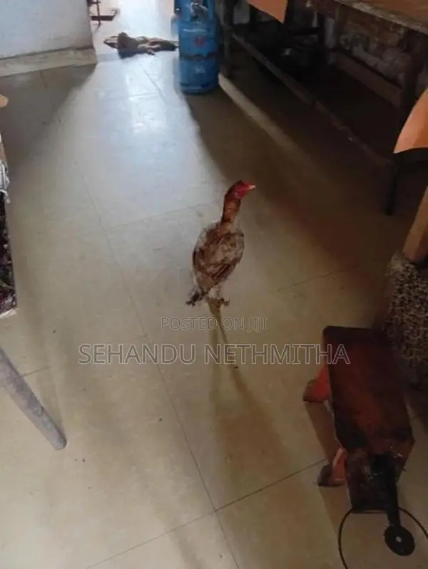 කුකුලන්