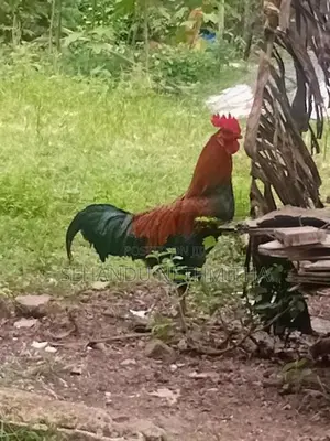 කුකුලන්