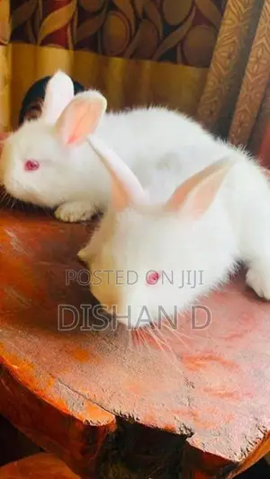 English Spot Rabbits
