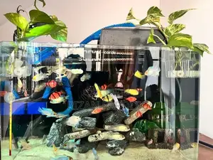Fish Tank with Fishes