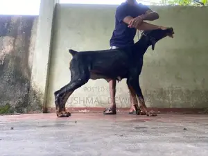 Doberman female puppy