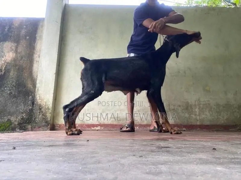 Doberman female puppy