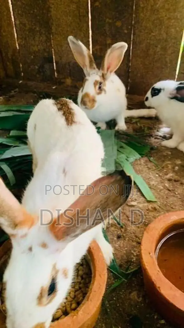 English Spot Rabbits