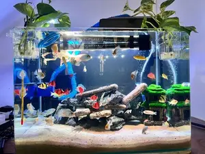 Fish Tank with Fishes