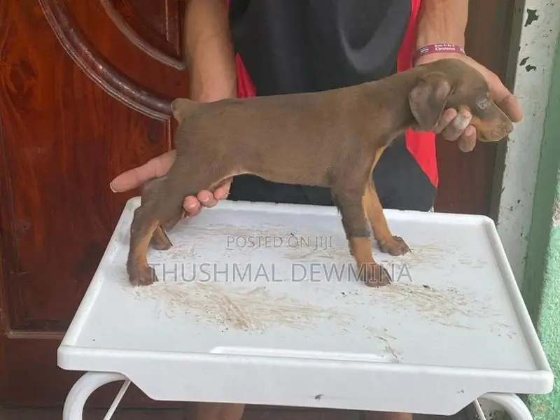 Doberman female puppy