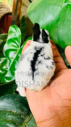 English Spot Rabbits