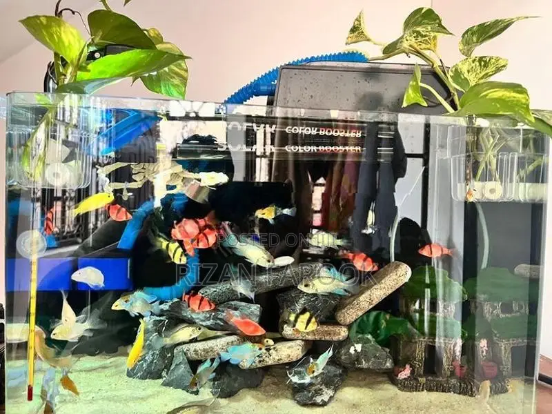 Fish Tank with Fishes