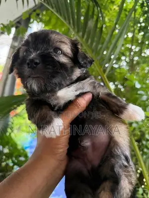 Shitzu Puppies