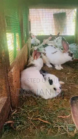 English Spot Rabbits