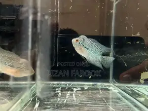 Fish Tank with Fishes