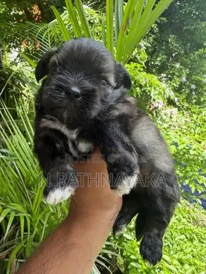 Shitzu Puppies