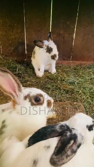 English Spot Rabbits