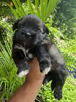 Shitzu Puppies