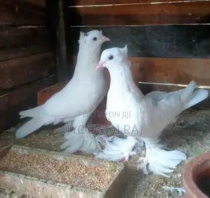 China Boot Pigeon