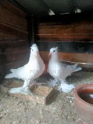 China Boot Pigeon