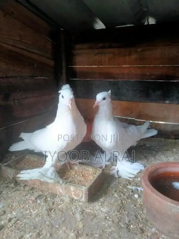 China Boot Pigeon