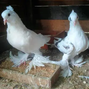 China Boot Pigeon