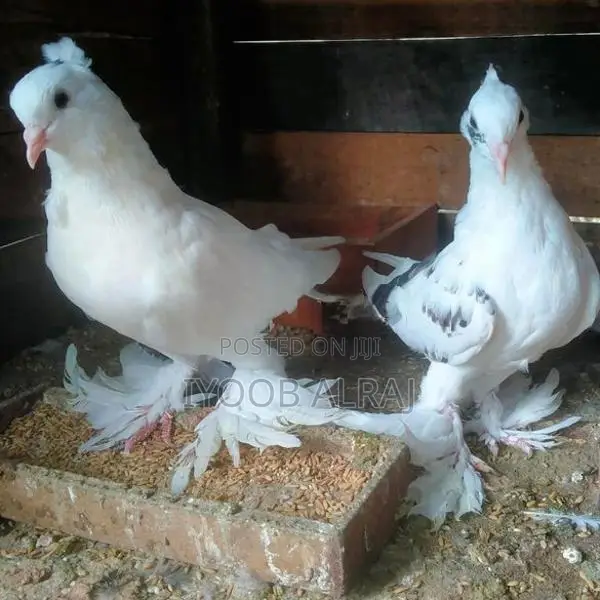 China Boot Pigeon