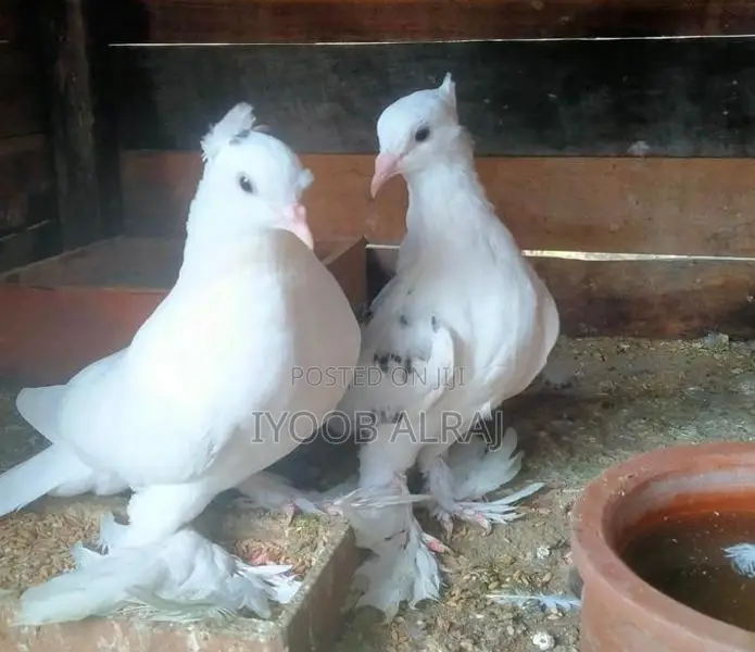 China Boot Pigeon