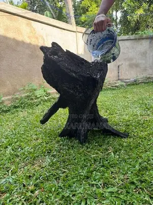 Full Black Kubuk wood for tank