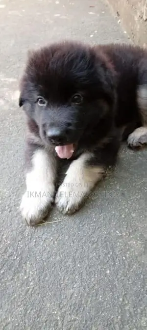 German Shepherd Long Coat Puppy