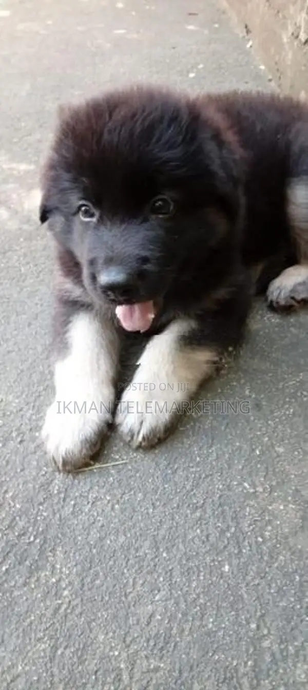 German Shepherd Long Coat Puppy