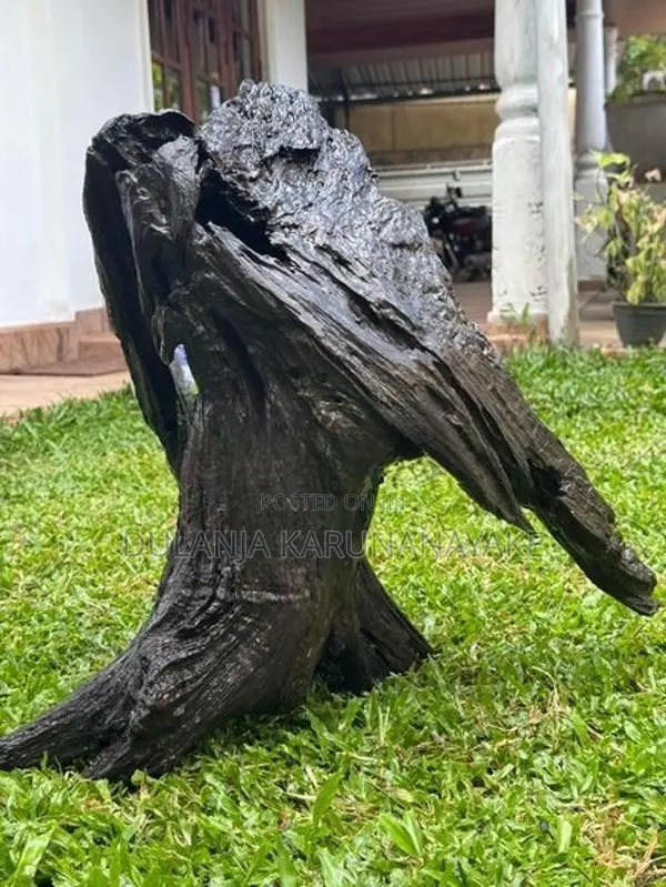 Full Black Kubuk wood for tank
