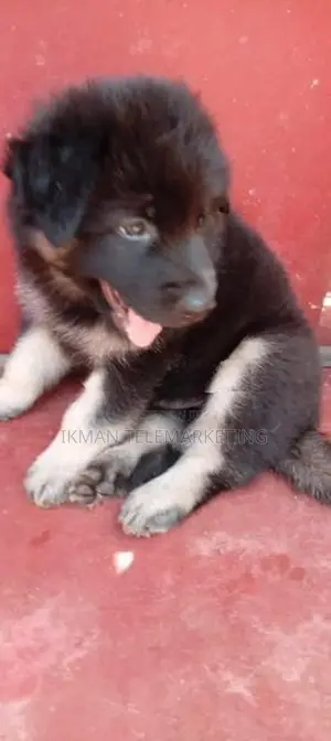 German Shepherd Long Coat Puppy