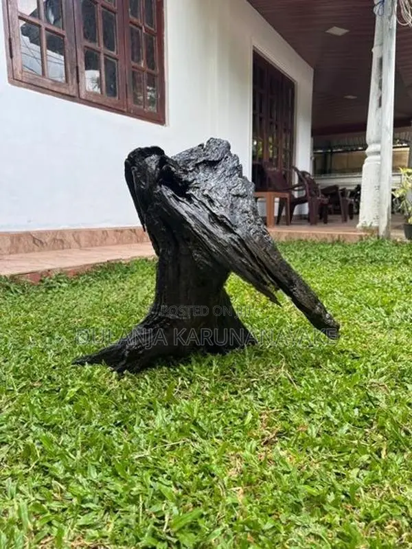 Full Black Kubuk wood for tank